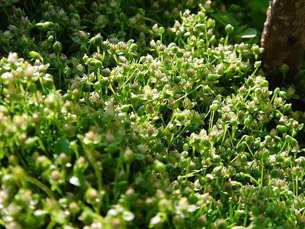 Sagina procumbens