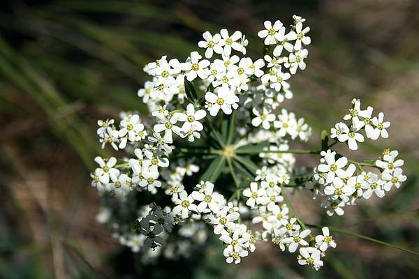 Euphorbia corollata