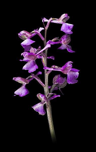Anacamptis morio