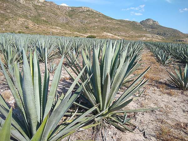 Agave angustifolia