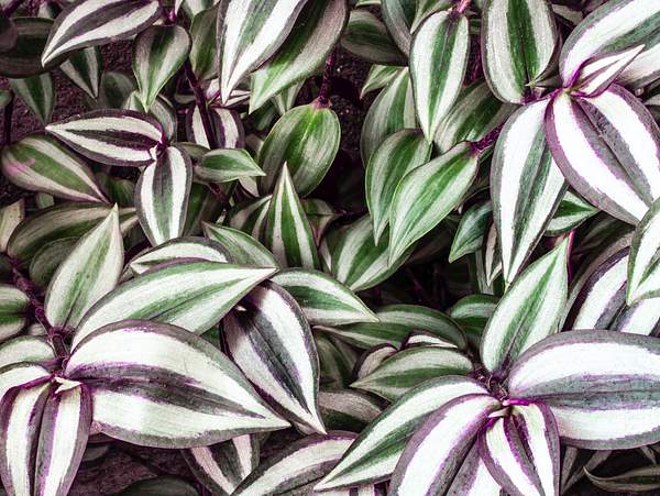 Tradescantia zebrina