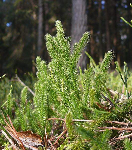 Lycopodium