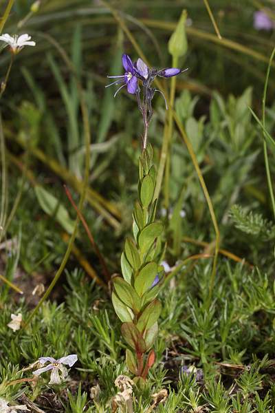 Veronica cusickii