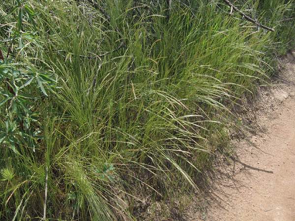Festuca myuros