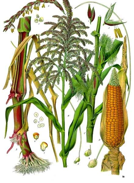 Zea mays