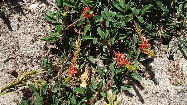Indigofera hirsuta