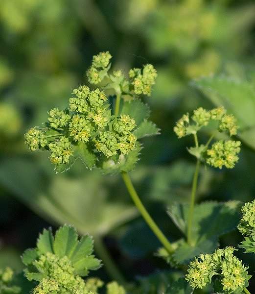 Alchemilla monticola