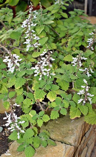 Plectranthus madagascariensis