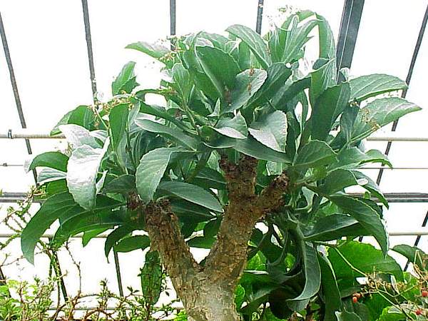 Cyphostemma currorii