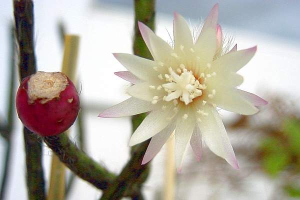 Rhipsalis pilocarpa