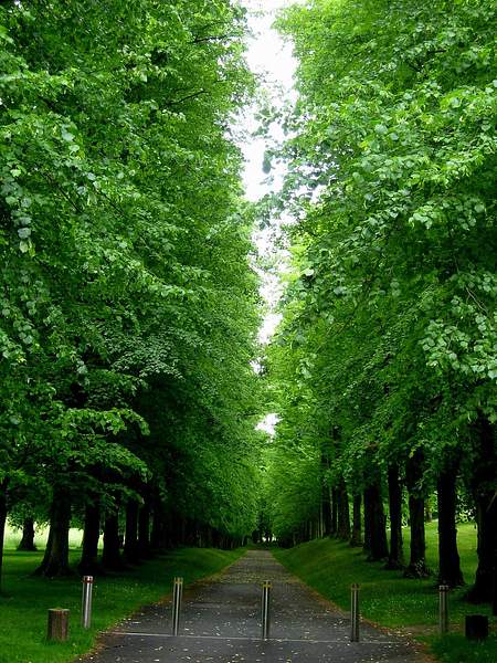 Tilia europaea