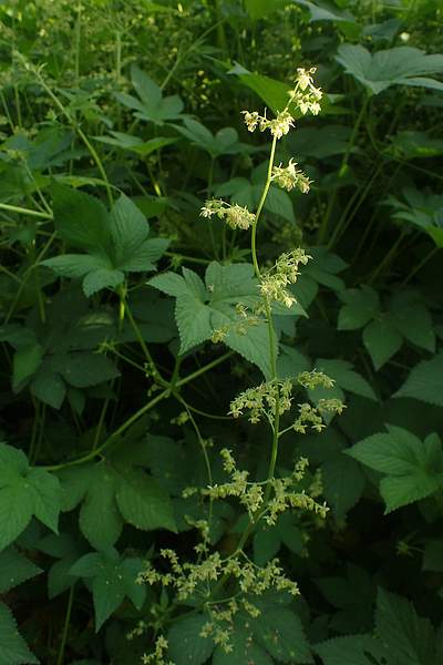Humulus scandens