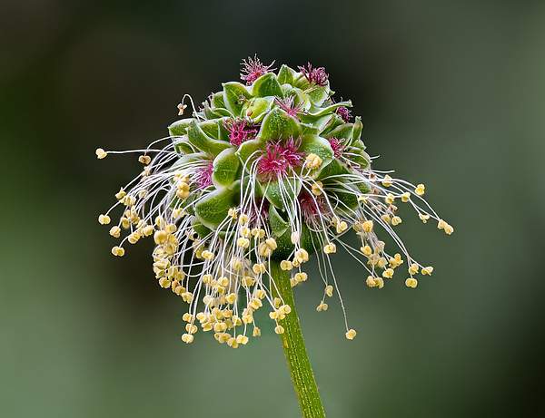 Poterium sanguisorba