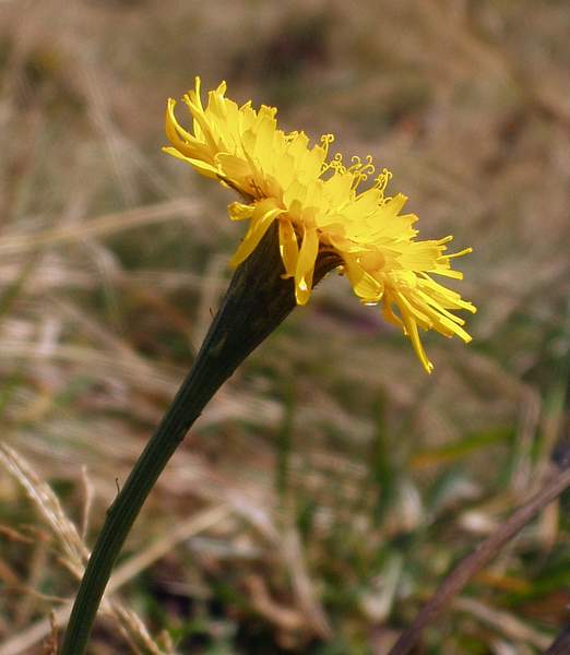 Scorzoneroides pyrenaica