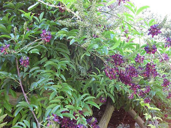 Wisteriopsis reticulata