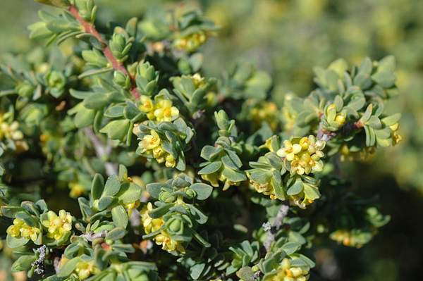 Pimelea serpyllifolia