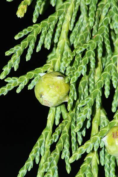 Xanthocyparis nootkatensis