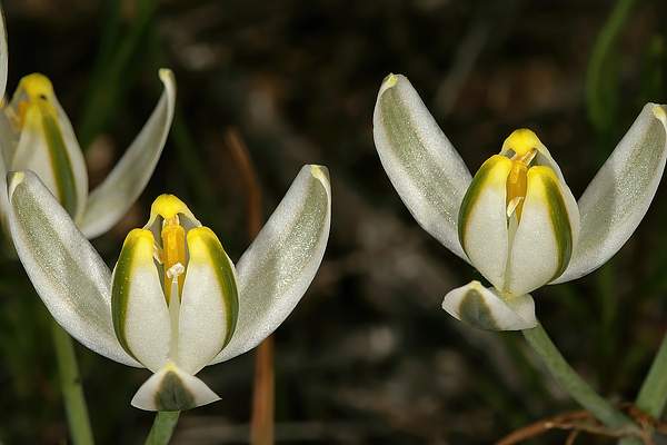 Albuca longipes