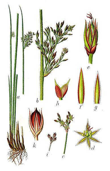 Juncus inflexus