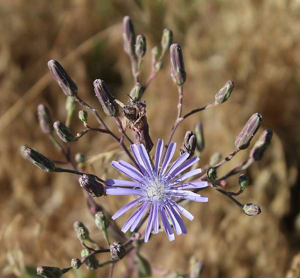 Lactuca pulchella
