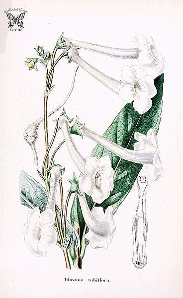 Sinningia tubiflora