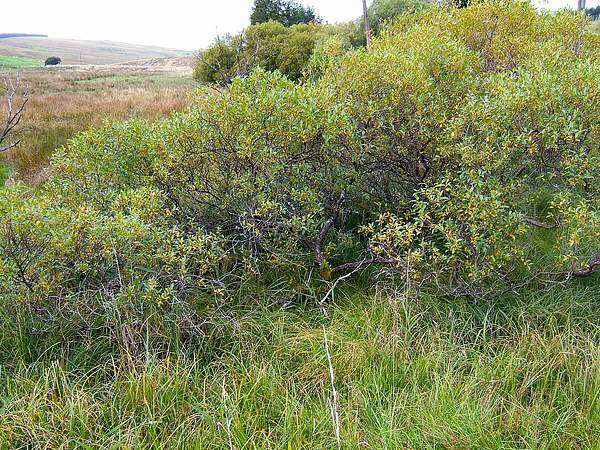 Salix pentandra