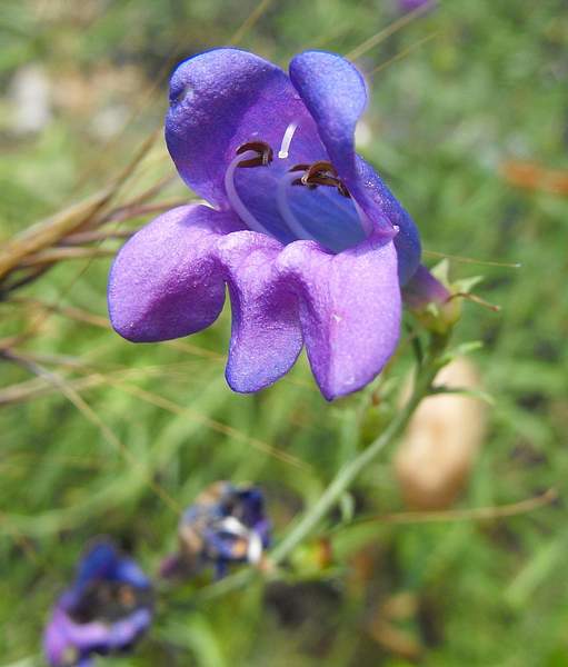Penstemon heterophyllus