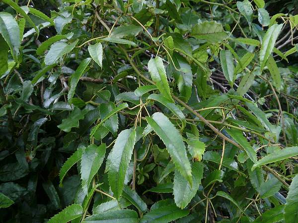 Rubus squarrosus