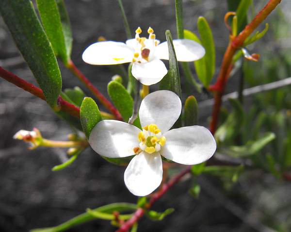 Cneoridium dumosum