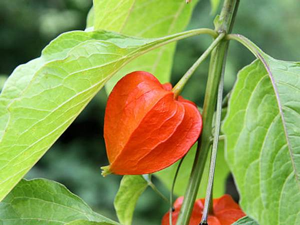 Alkekengi officinarum