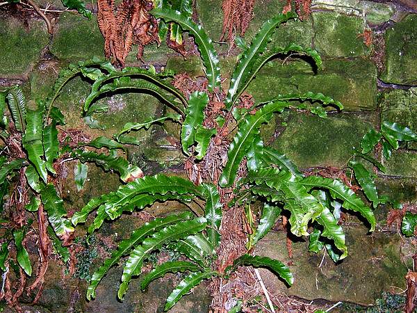 Asplenium scolopendrium