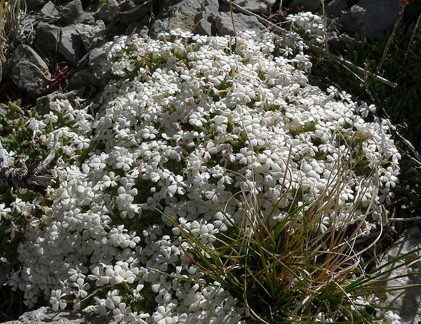 Phlox condensata