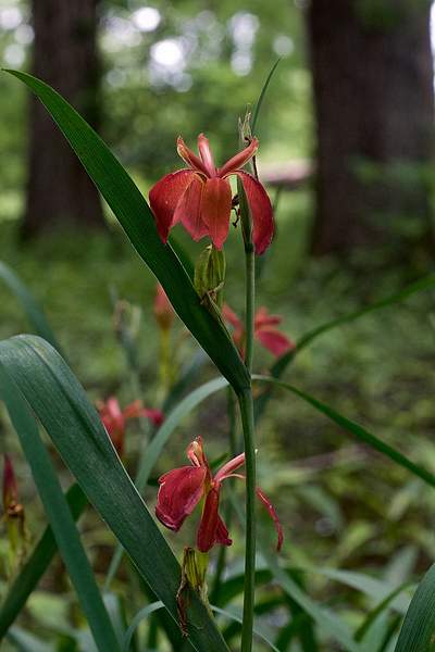 Iris fulva