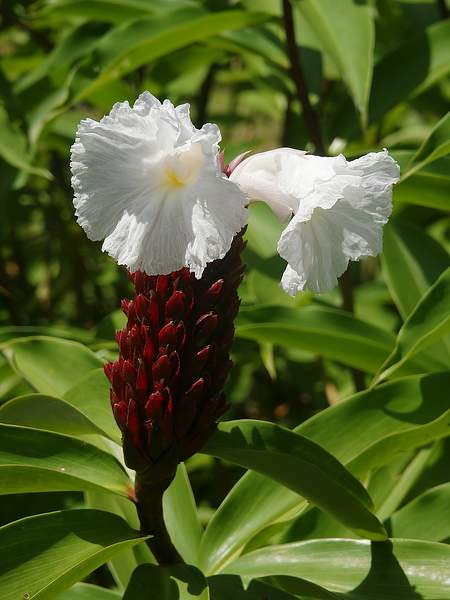 Hellenia speciosa