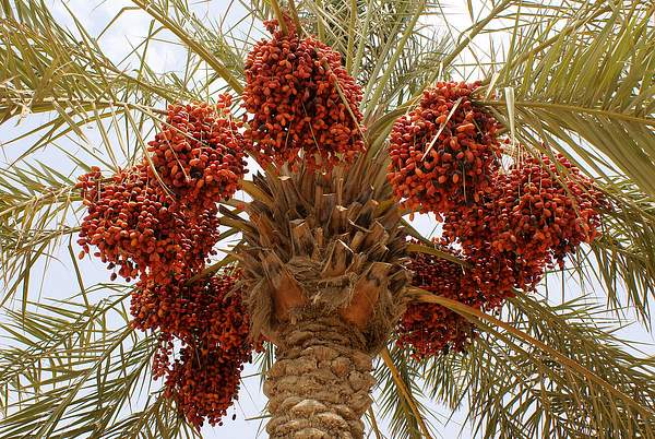 Phoenix dactylifera