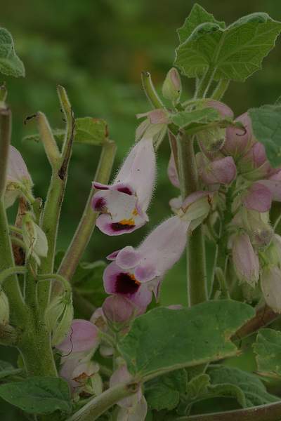 Martynia annua