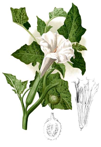 Datura metel