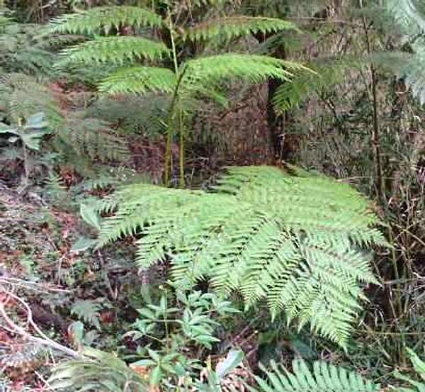 Lophosoria quadripinnata
