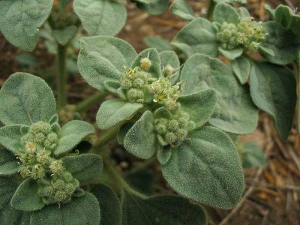 Croton setigerus