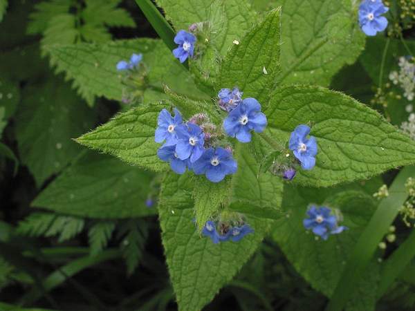 Pentaglottis sempervirens