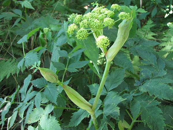 Angelica triquinata