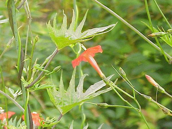 Ipomoea multifida