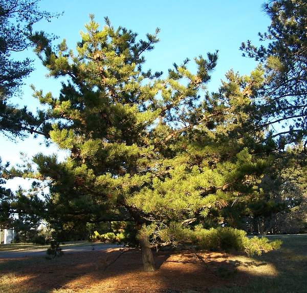 Pinus pungens