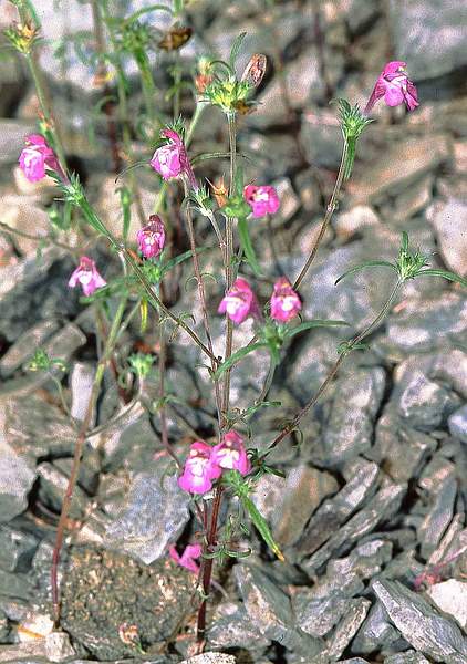 Galeopsis angustifolia