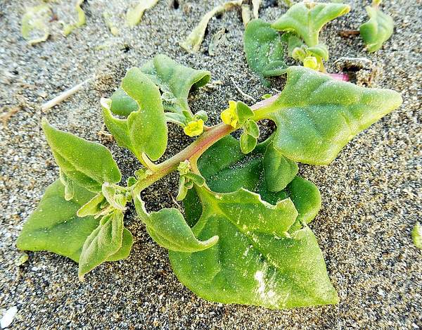 Tetragonia tetragonoides
