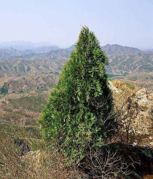 Platycladus orientalis