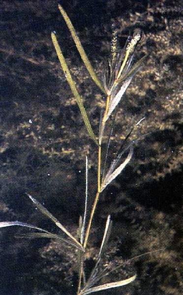 Potamogeton zosteriformis