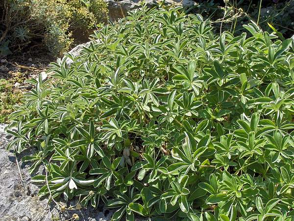 Potentilla alchimilloides