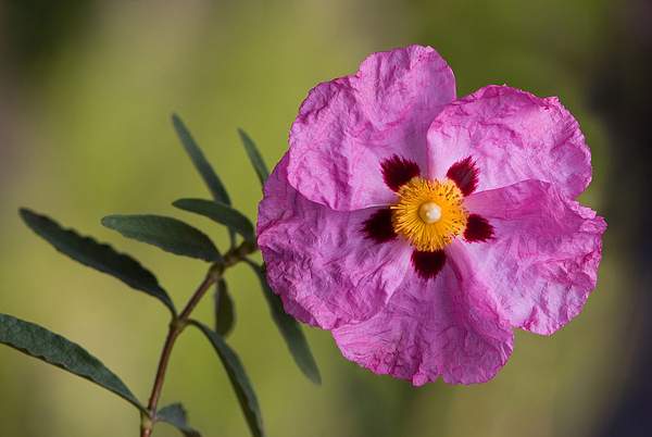 Cistus purpureus