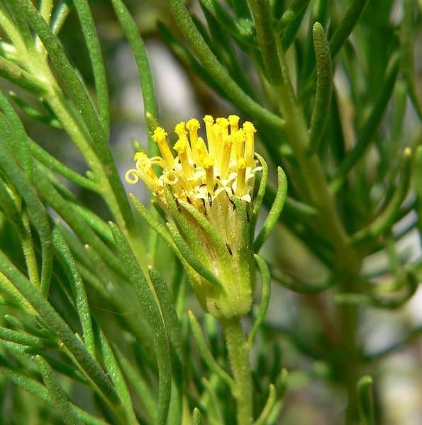 Peucephyllum schottii
